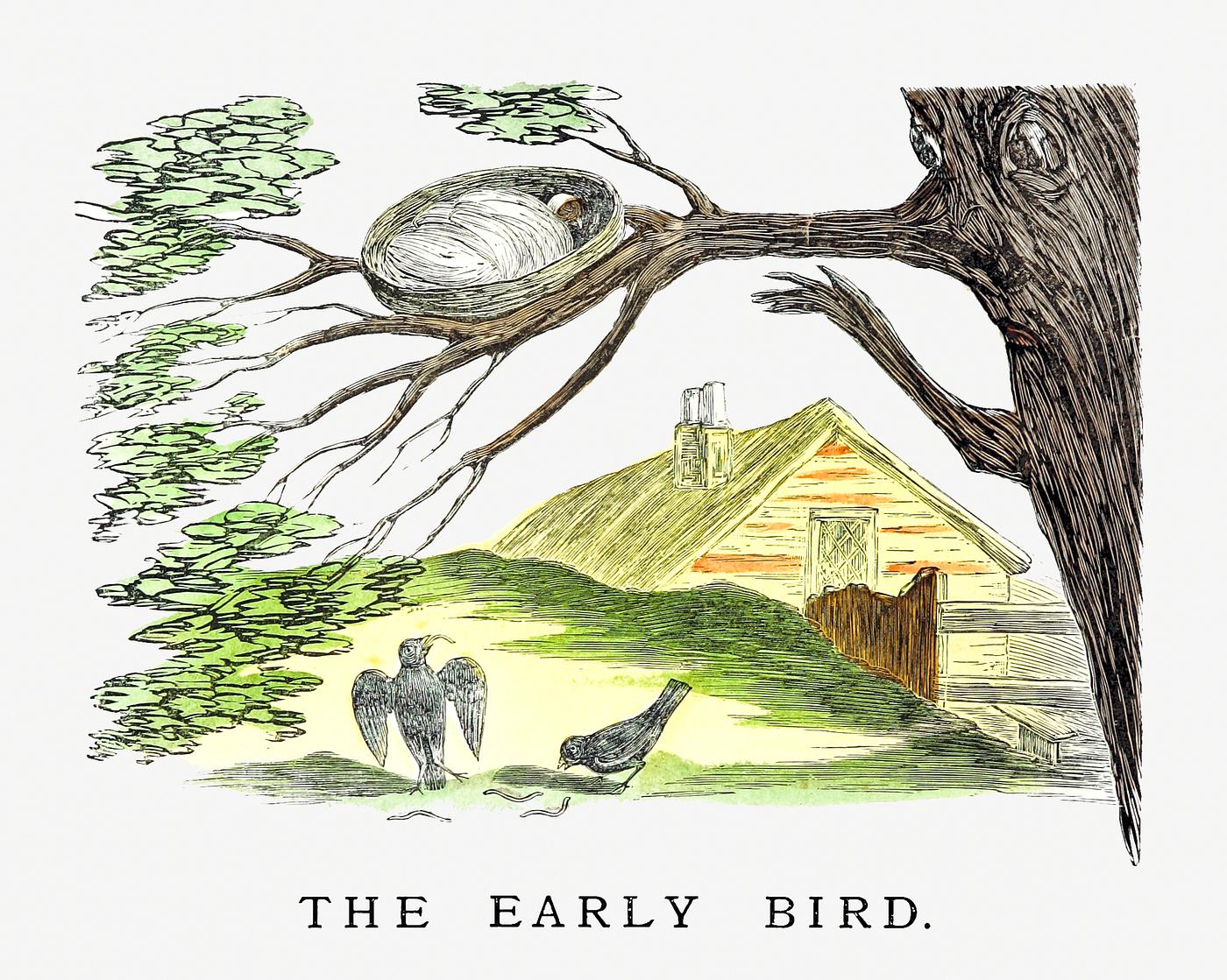 Early bird in the morning The early bird from Un-Natural History Not Taught In Bored Schools, etc published by Simpkin, Marshall & Co. (1883)....