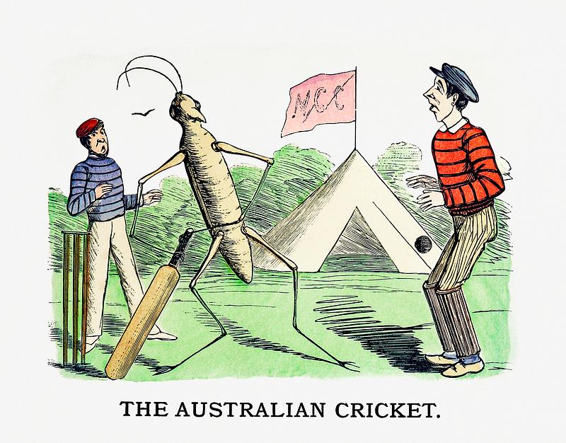 Australian cricket vintage artwork The Australian cricket from Un-Natural History Not Taught In Bored Schools, etc published by Simpkin, Marshall & Co. (1883).…