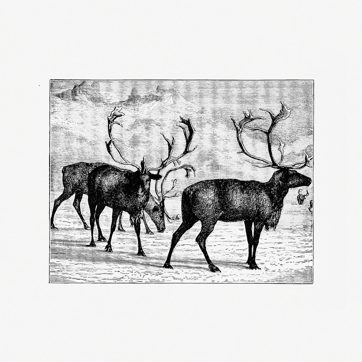 Reindeers vintage artwork Reindeers from Nimrod In The North, Or Hunting And Fishing Adventures In The Arctic Regions published by Cassell & Co. (...