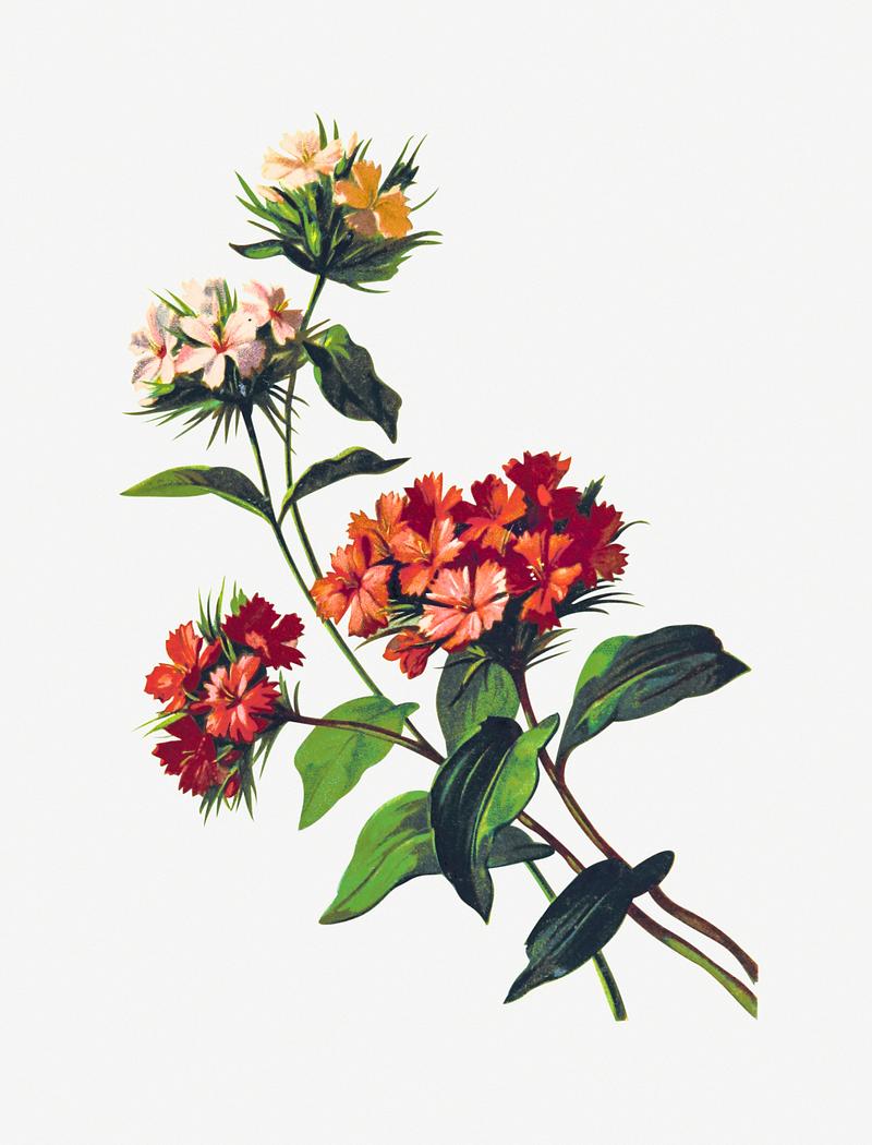 Pink family flower vintage artwork Sweet William flower from Poets in the Garden published by T. Fisher Unwin (1886). Original from the British Library.…