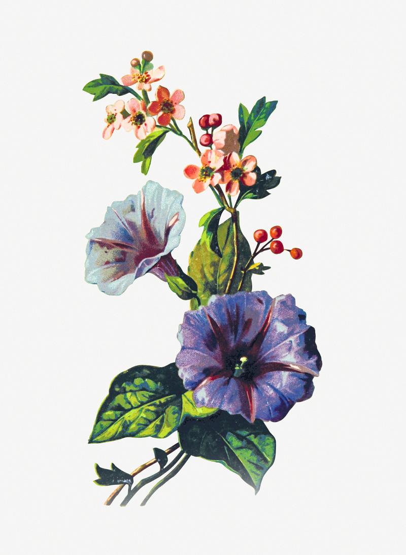 Pink may flower in vintage style Convolvulus Pink Mayflower from Poets in the Garden published by T. Fisher Unwin (1886). Original from the British Library.…
