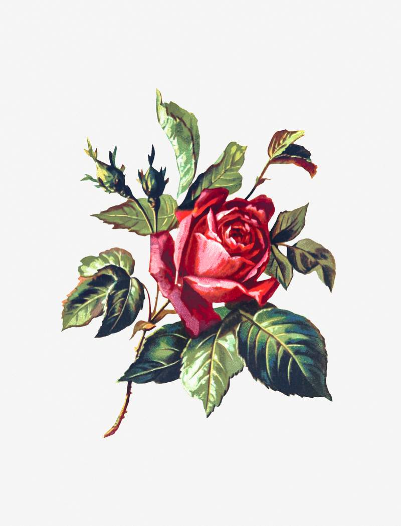Rose from Poets in the Garden published by T. Fisher Unwin (1886). Original from the British Library. Digitally enhanced by…