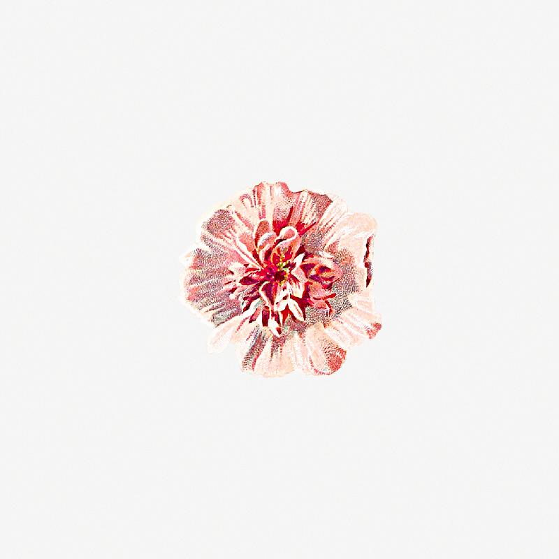 Hollyhock flower vintage artwork Hollyhock from Poets In The Garden published by T. Fisher Unwin (1886). Original from the British Library. Digitally enhanced…