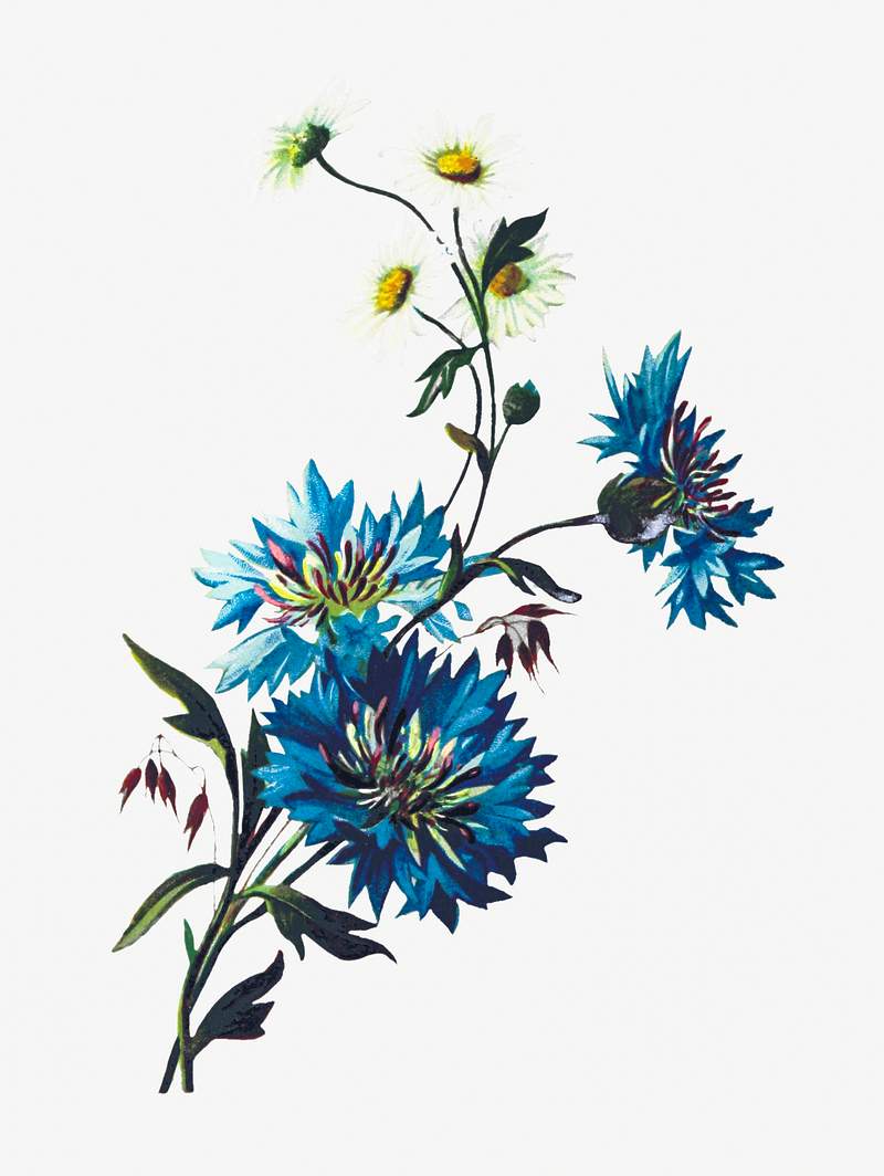 Daisy Corn Flower from Poets in the Garden published by T. Fisher Unwin (1886). Original from the British Library. Digitally…