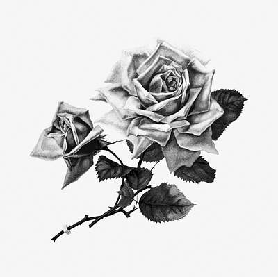 Rose flower drawing
