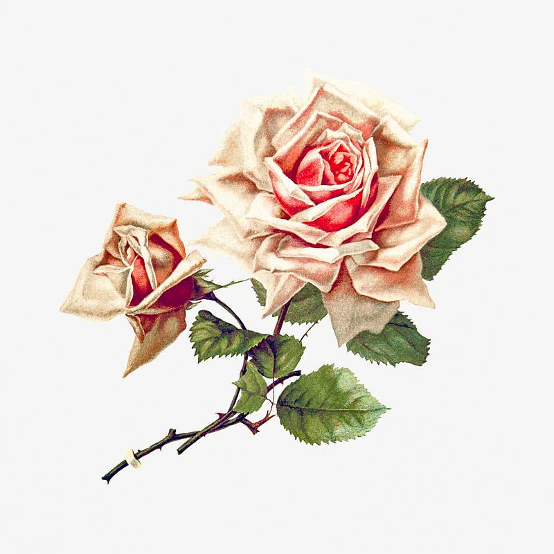 Rose from Songs of Love and Joy. Poems published by H.J Drane (1888). Original from the British Library. Digitally enhanced…