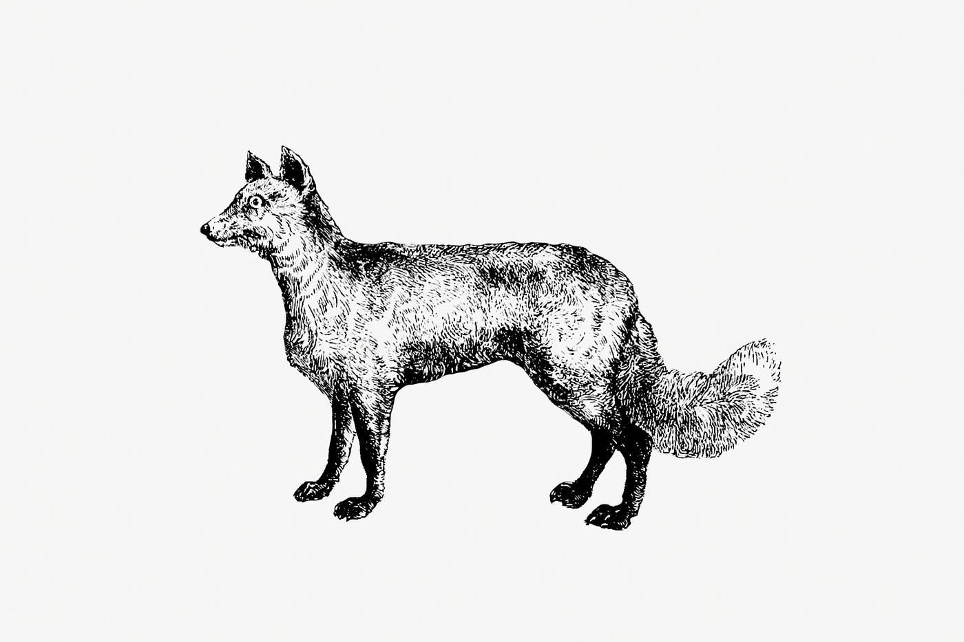 Mountain fox published by William Blackwood & Sons (1840). Original from the British Library. Digitally enhanced by... Mountain fox published by William Blackwood & Sons (1840). Original from the British Library. Digitally enhanced by...