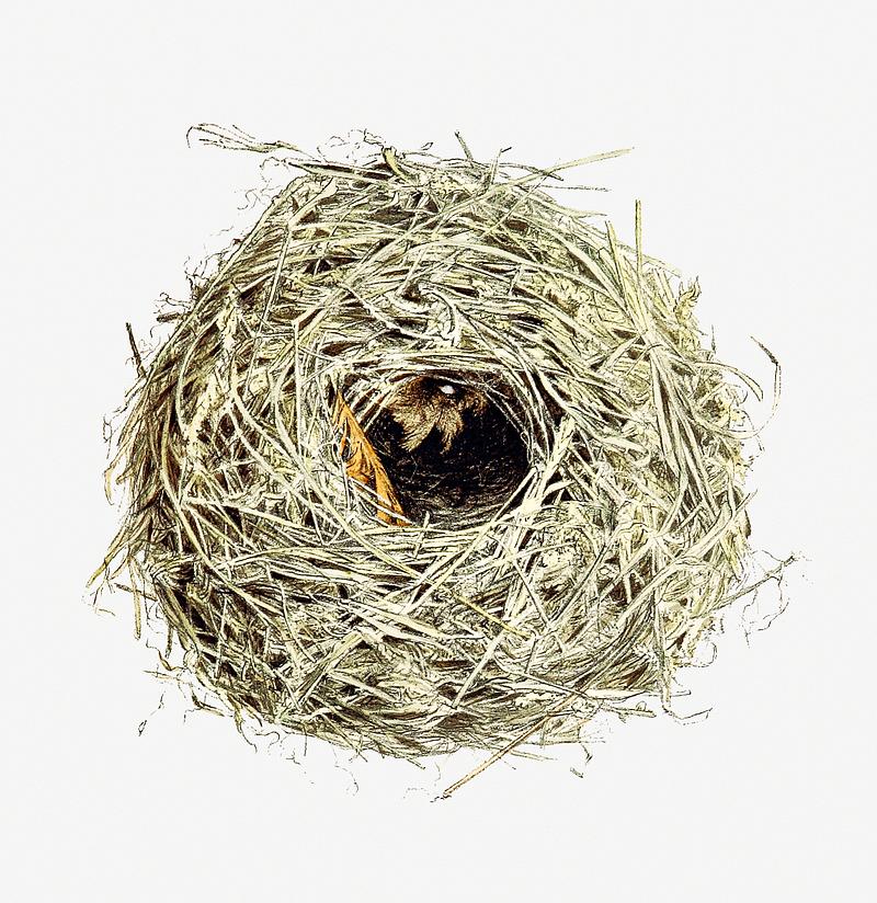 Nest and eggs vintage drawing Nest and eggs from Travel And Research In Algeria... With... Panels, Etc by Alexander Koenig (1897). Original from the…