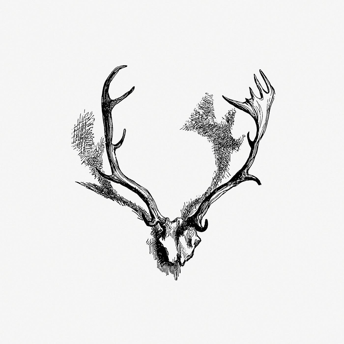 Deer Antlers On The Wall Royalty Free Stock Illustration 571666