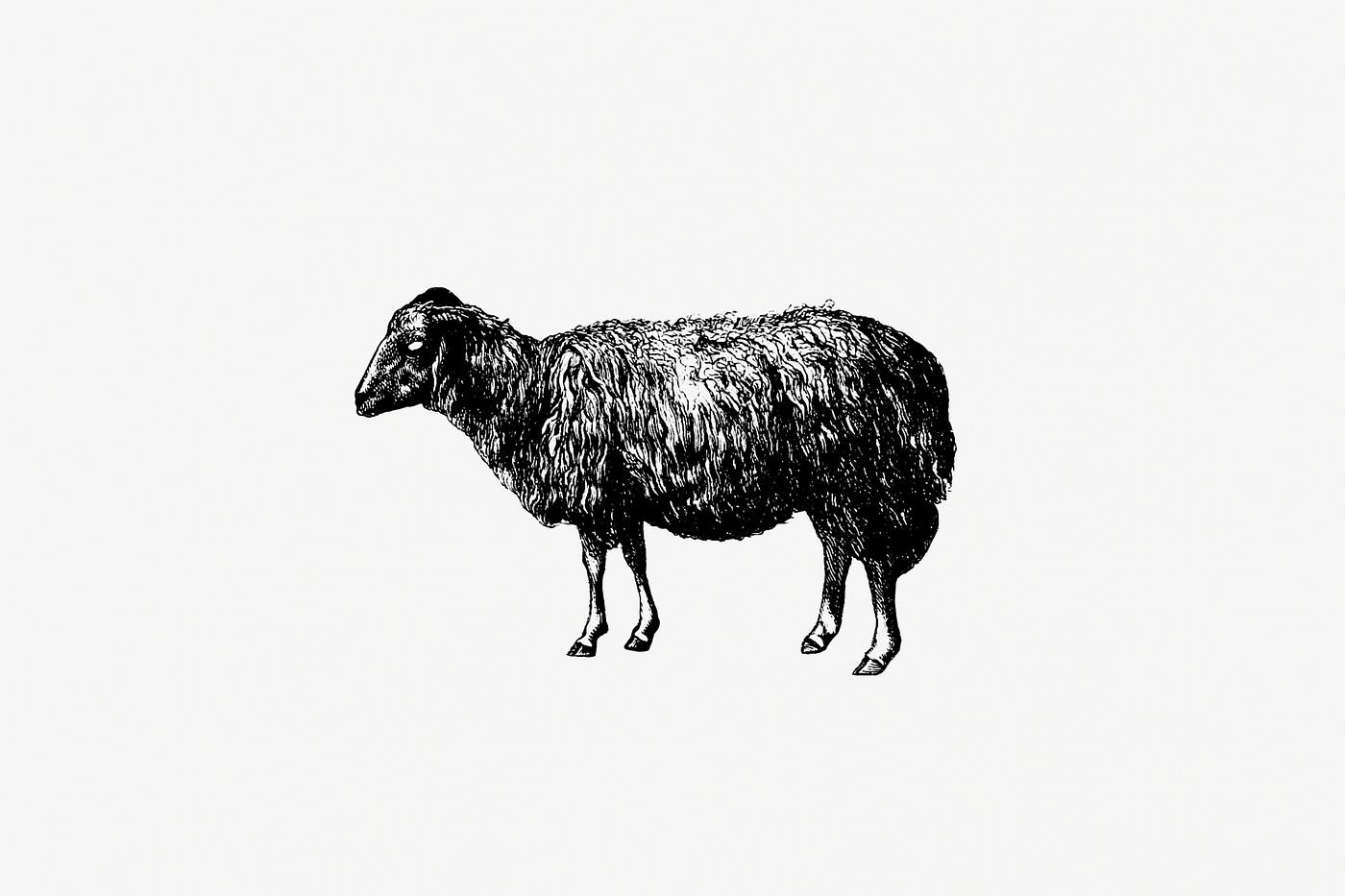 Sheep at a farm Sheep, In The Malakani Colony from Russia Described And Illustrated By Dixon, Biancardi, Moynet, Vereschaguine And Henriet,...