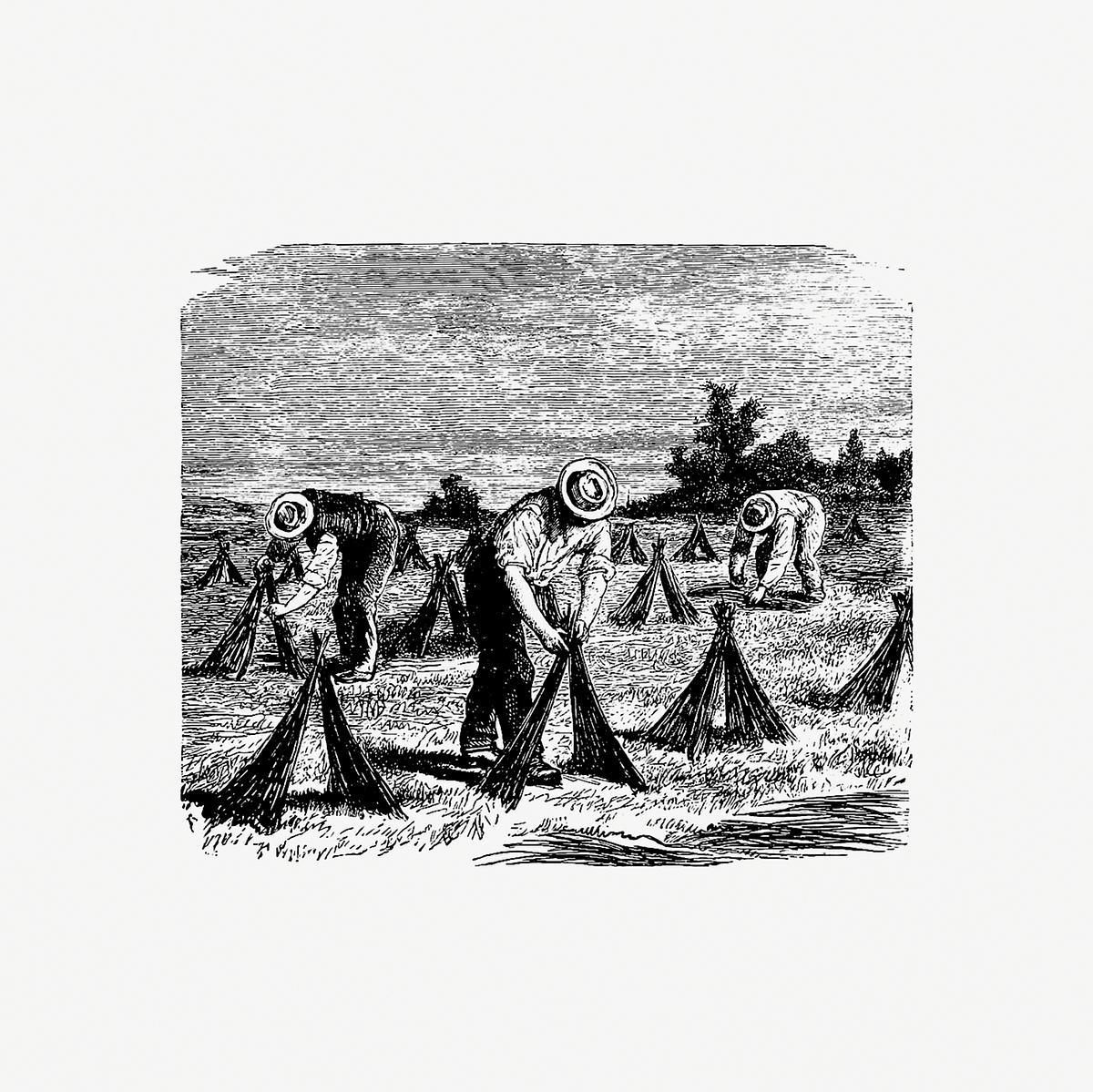 Farmers harvesting agricultural produce | Free public domain illustration Flax rollover from Six Weeks Vacation by Paul Poire (1880). Original from the British Library. Digitally enhanced by…
