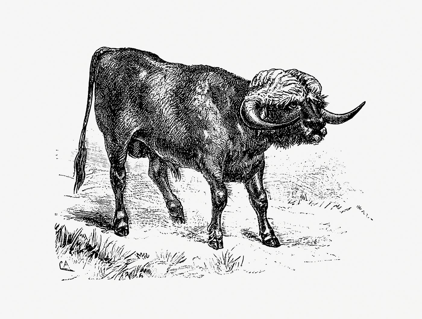 Bull from Portugal Bull from Portuguese Expedition To Muatianvua. Ethnographie And Traditional History Of The People Of The Lunda ... edited by...