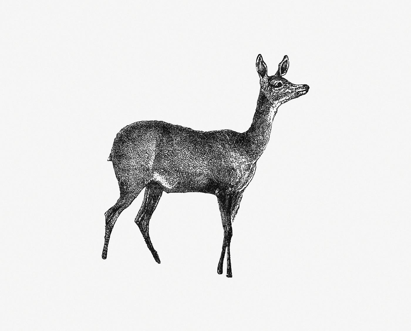 Doe deer from Great African Travellers, From Bruce And Mungo Park To Livingstone And Stanley... With.. Illustrations... Doe deer from Great African Travellers, From Bruce And Mungo Park To Livingstone And Stanley... With.. Illustrations...