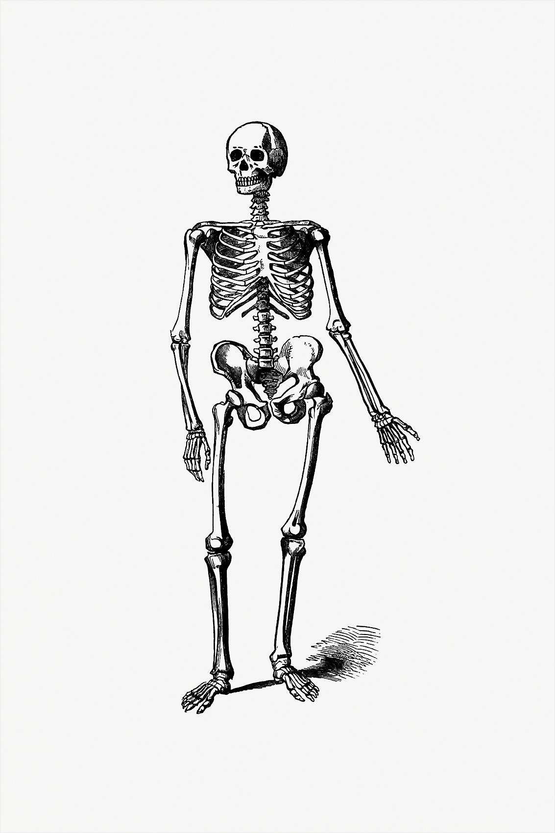 Skeleton vintage drawing | Royalty free stock illustration ... Skeleton vintage drawing | Royalty free stock illustration ...