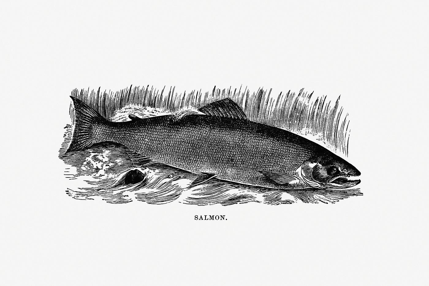 Salmon from Nimrod In The North, Or Hunting And Fishing Adventures In The Artic Regions published by Cassell & Co. (1885... Salmon from Nimrod In The North, Or Hunting And Fishing Adventures In The Artic Regions published by Cassell & Co. (1885...