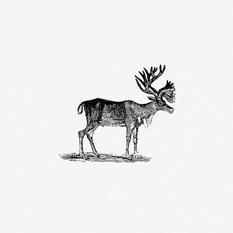 Reindeer vintage style Reindeer illustration from The Polar Regions of the Western Continent Explored (1831) by William Joseph Snelling. Original…