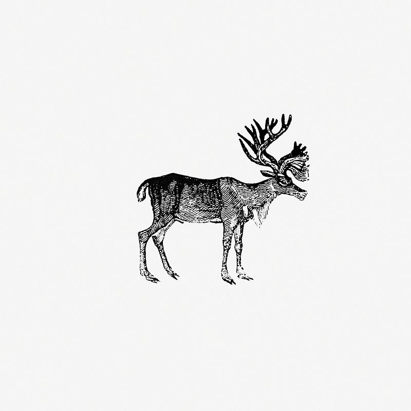 Reindeer vintage style Reindeer illustration from The Polar Regions of the Western Continent Explored (1831) by William Joseph Snelling. Original…