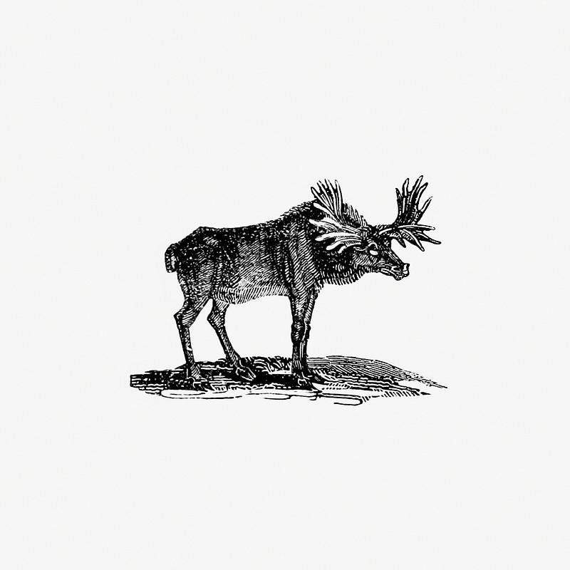 Moose vintage style Moose illustration from The Polar Regions of the Western Continent Explored (1831) by William Joseph Snelling. Original from…