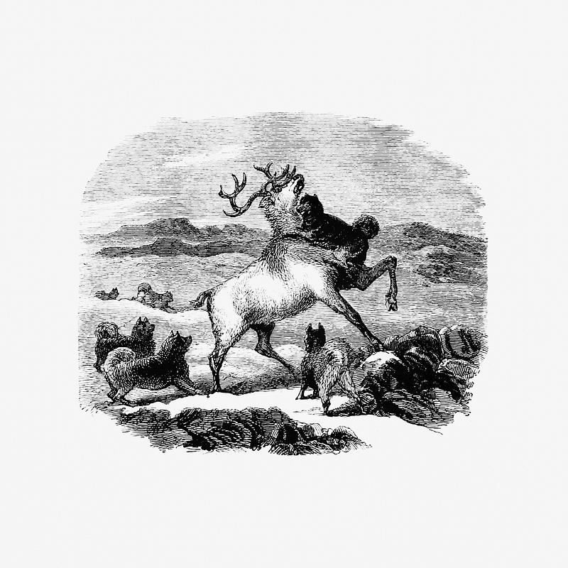 Hunting reindeer Barbekark dogs hunting the reindeer illustration