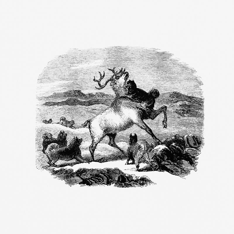 Hunting reindeer Barbekark dogs hunting the reindeer illustration from Life with the Esquimaux (1864) by Charles Francis Hall. Original from…