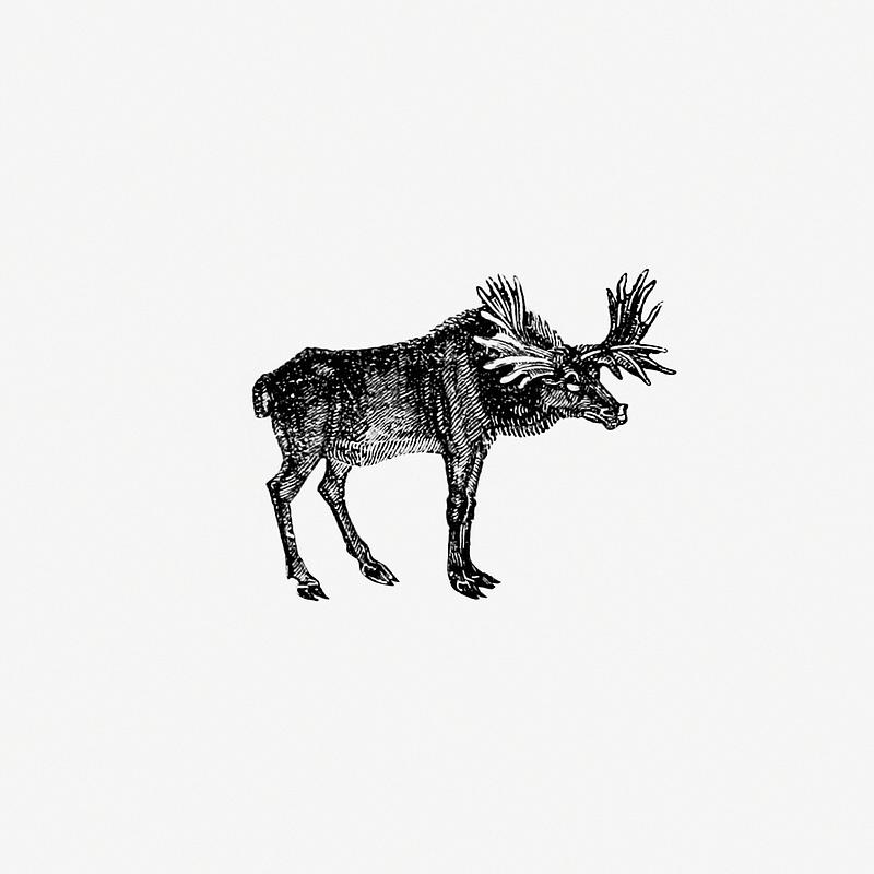 Moose vintage style Vintage moose illustration from The Polar Regions of the Western Continent Explored (1831) by William Joseph Snelling.…