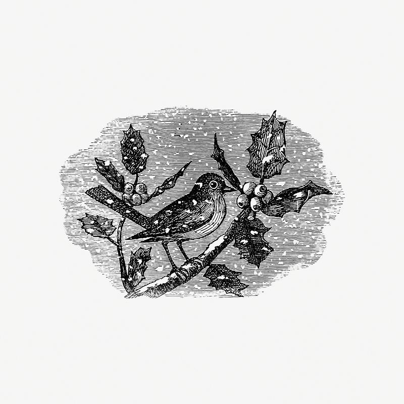 Winter bird in vintage style Vintage winter bird etching illustration