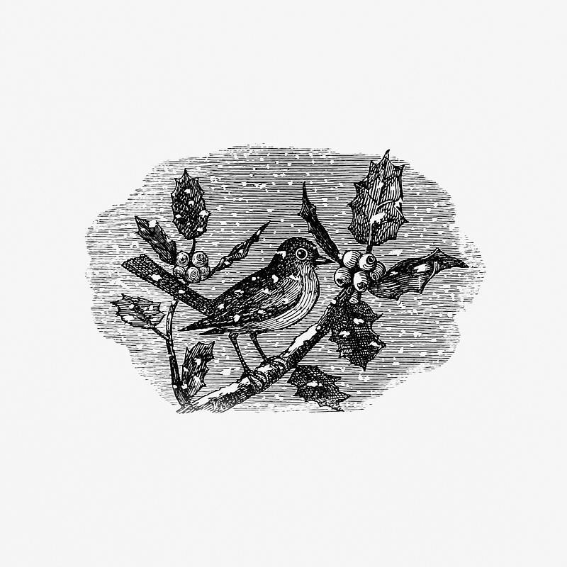 Winter bird in vintage style Vintage winter bird etching illustration from The Baby's Museum; or, Rhymes, jingles, and ditties, newly arranged by Uncle…