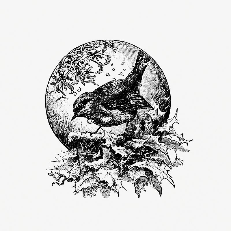 Winter bird in vintage style Vintage winter bird etching illustration