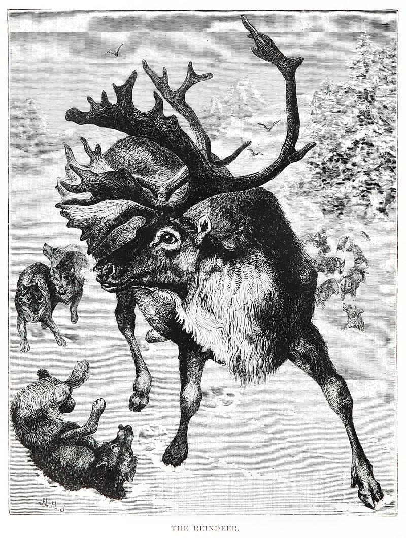 Reindeer vintage style Vintage reindeer etching illustration