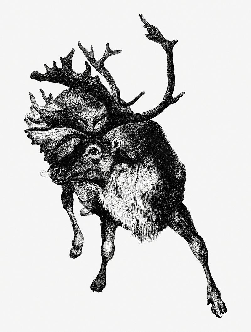 Reindeer vintage style Vintage reindeer etching illustration