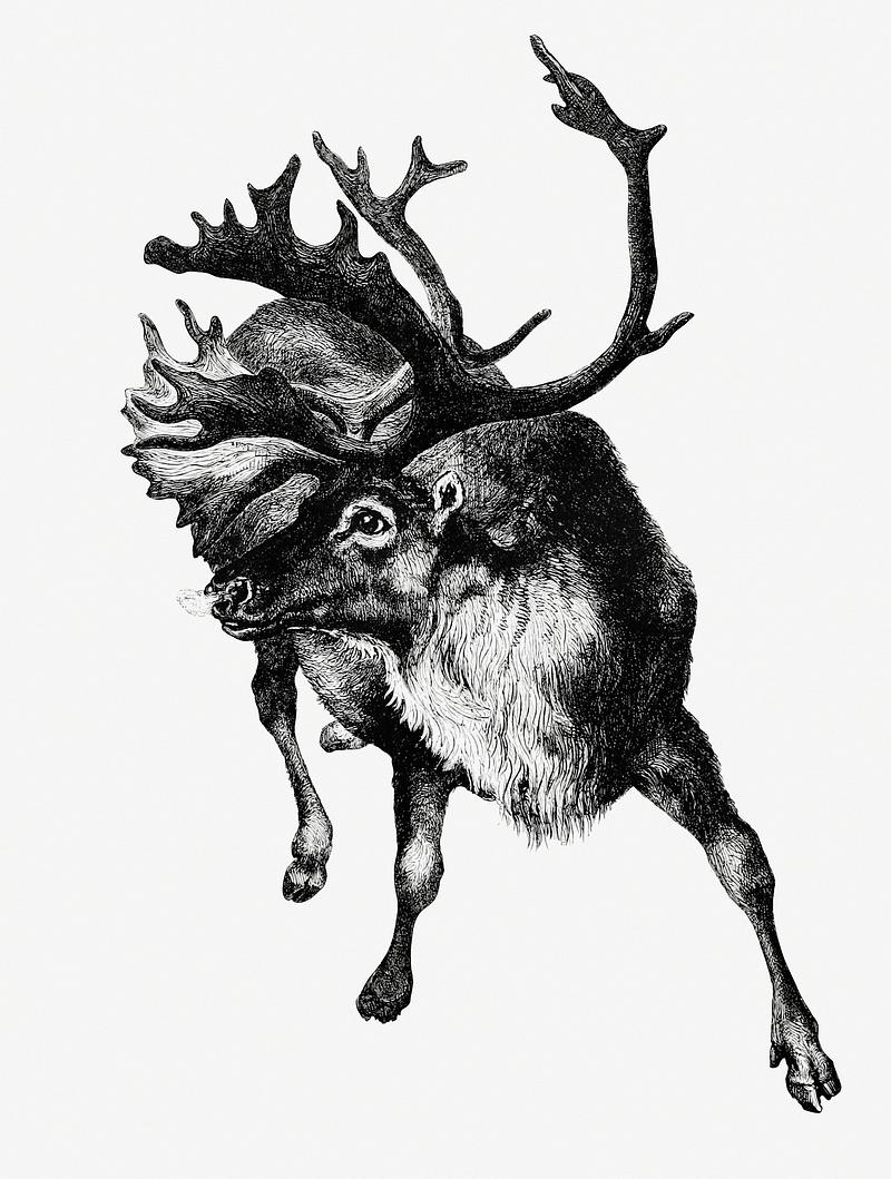 Reindeer vintage style Vintage reindeer etching illustration from Nimrod in the North, or hunting and fishing adventures in the Arctic regions…