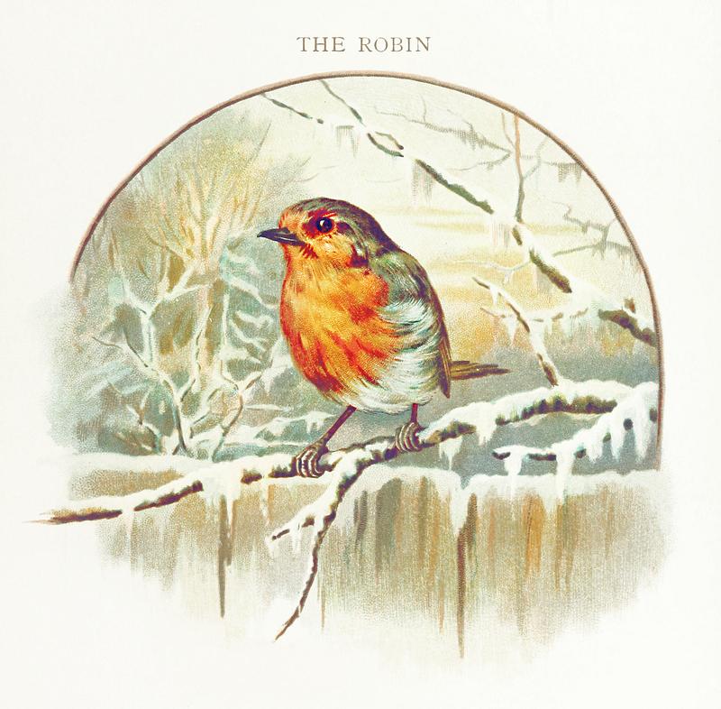 Winter bird in vintage style Winter bird illustration from Nursery Songs (1893) by Jessie Hall. Original from the British Library. Digitally enhanced by…