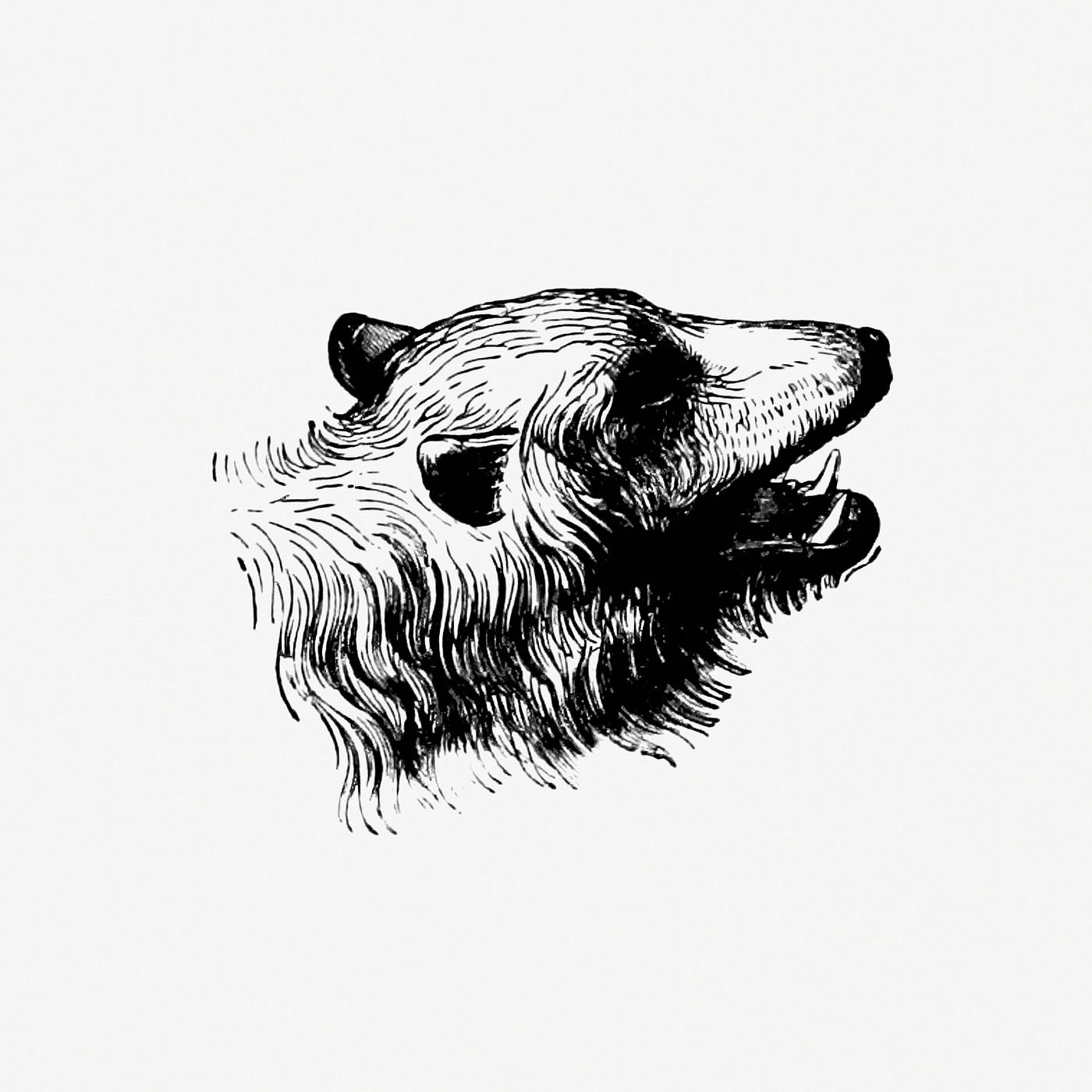 Vintage European style bear engraving from Nimrod in the North, Or, Hunting and Fishing Adventures in the Arctic Regions by... Vintage European style bear engraving from Nimrod in the North, Or, Hunting and Fishing Adventures in the Arctic Regions by...