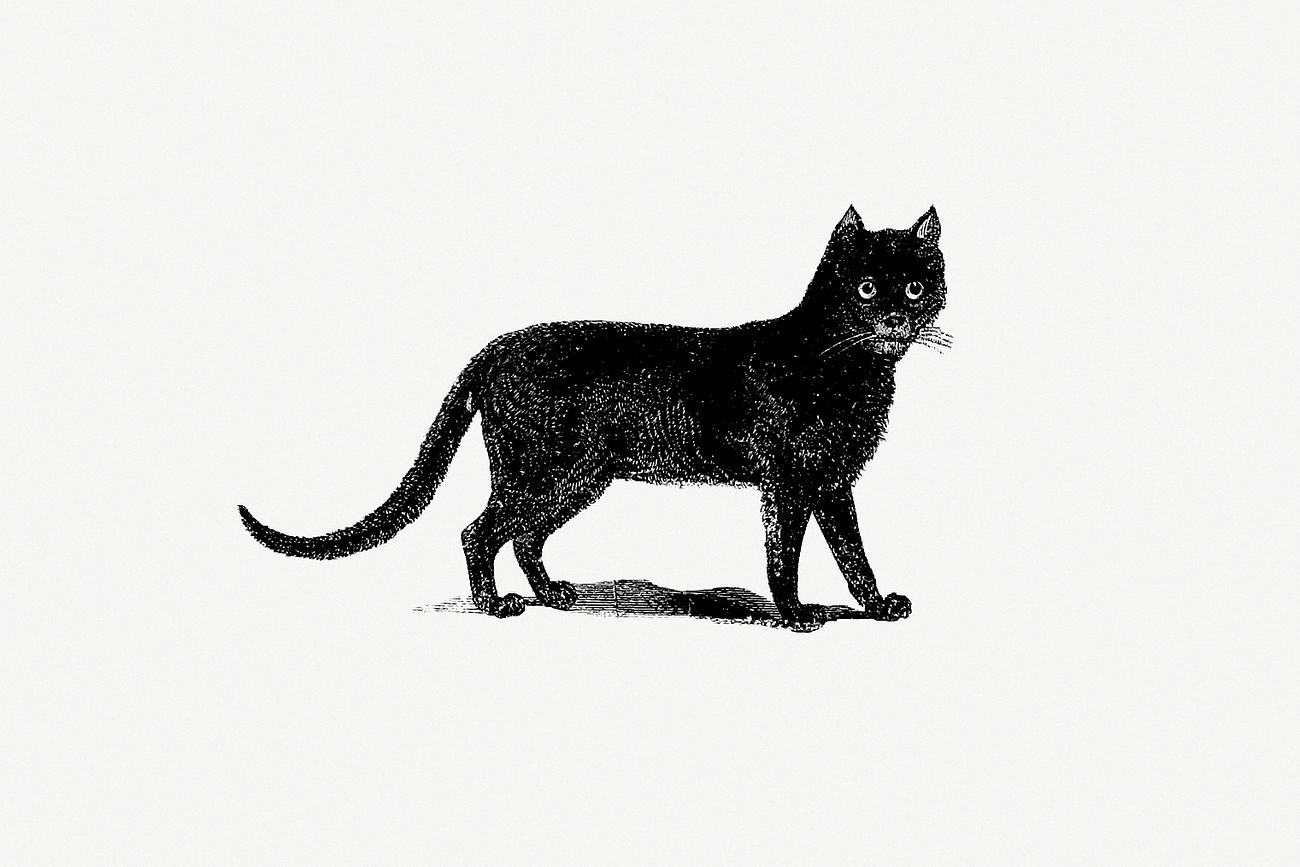 Vintage black cat illustration | Free public domain illustration - 556343