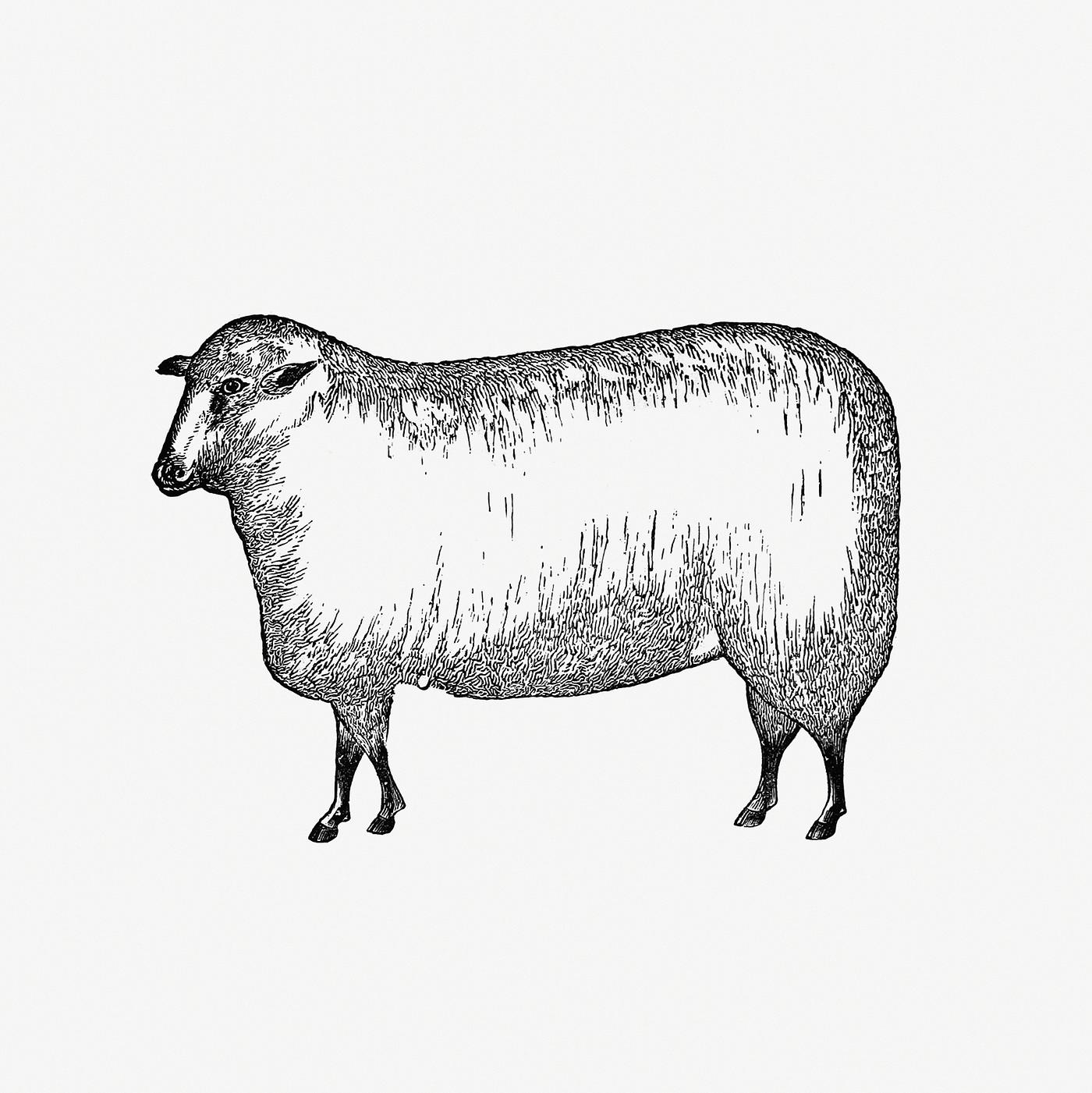 Vintage European style livestock sheep engraving from Columbus, Ohio by Jacob H. Studer (1873). Original from the British... Vintage European style livestock sheep engraving from Columbus, Ohio by Jacob H. Studer (1873). Original from the British...
