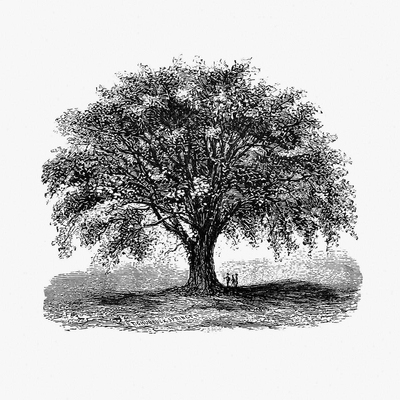 Vintage European style tree illustration from Account of the Centennial Celebration of the Town of West Springfield, Mass by... Vintage European style tree illustration from Account of the Centennial Celebration of the Town of West Springfield, Mass by...