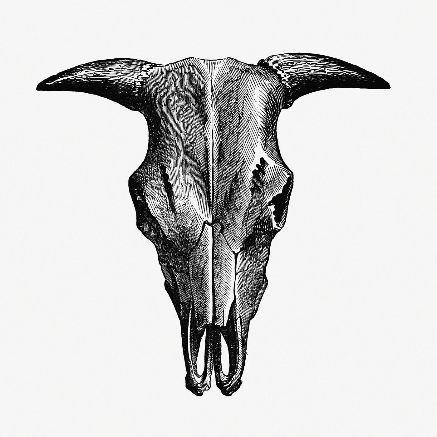 Vintage European style animal bone illustration from A history of the Irish nation;: Social, ecclesiastical, biographical,... Vintage European style animal bone illustration from A history of the Irish nation;: Social, ecclesiastical, biographical,...