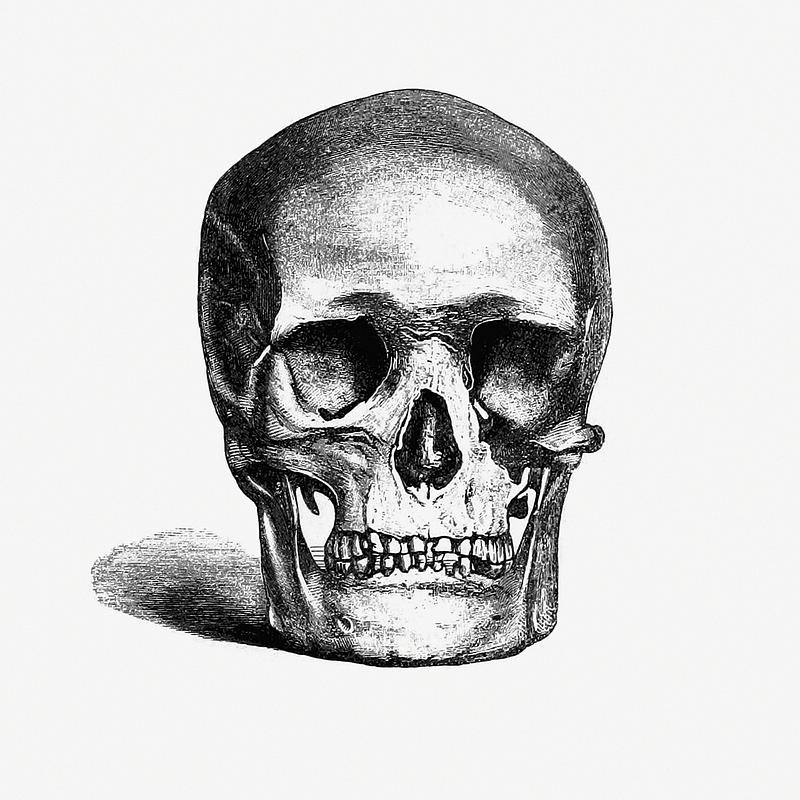 Vintage human skull illustration Vintage European style skull engraving from Annals of Winchcombe and Sudeley by Emma Dent (1877). Original from the British…
