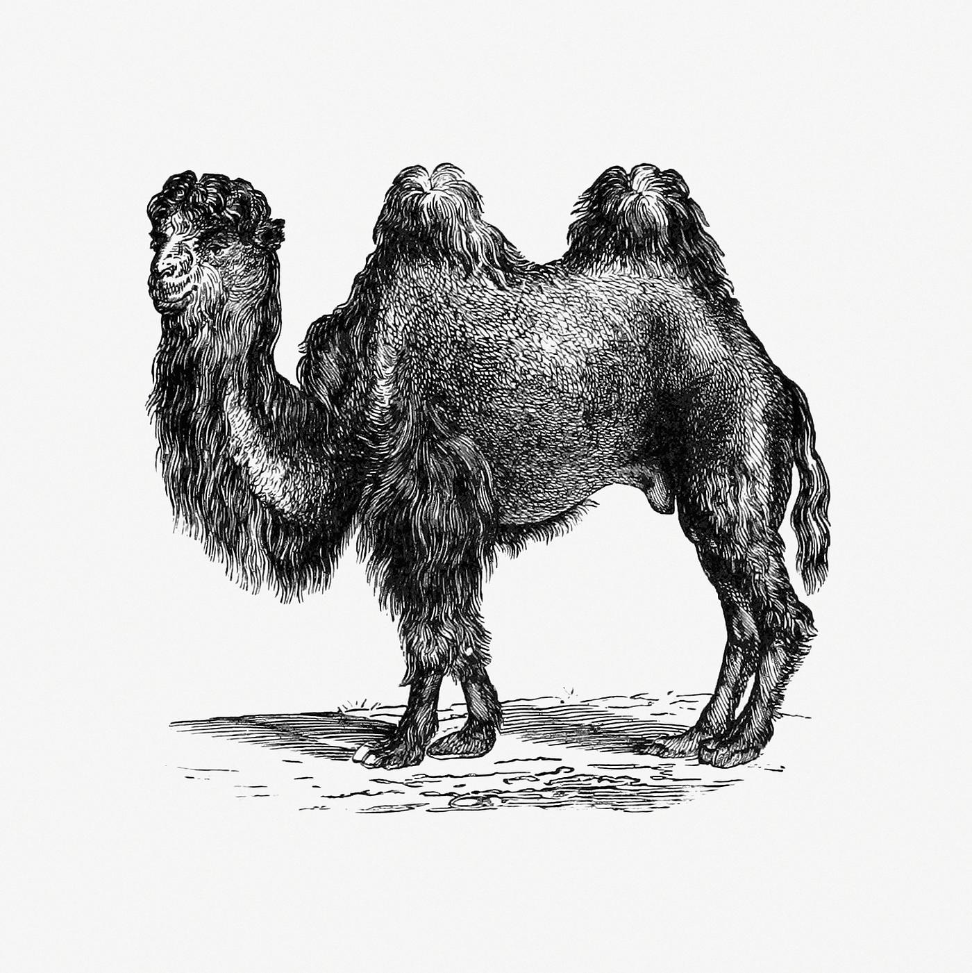 Vintage European style camel engraving from Woodland Romances; or, Fables and Fancies by Clara L. MateìAux (1877).... Vintage European style camel engraving from Woodland Romances; or, Fables and Fancies by Clara L. MateìAux (1877)....