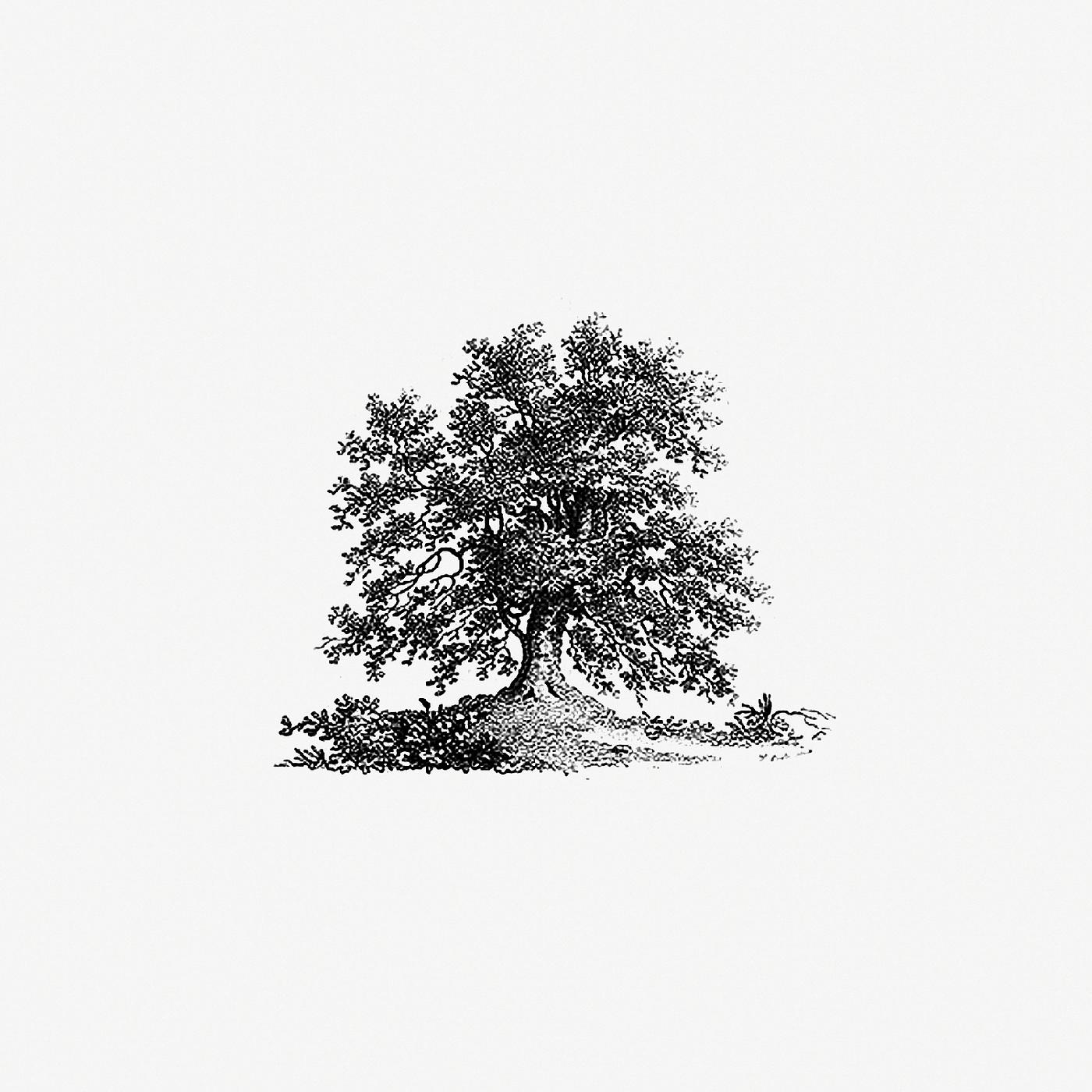 Vintage European style tree illustration from The Pleasures of Hope, With Other Poems by
Thomas Campbell (1803). Original... Vintage European style tree illustration from The Pleasures of Hope, With Other Poems by
Thomas Campbell (1803). Original...