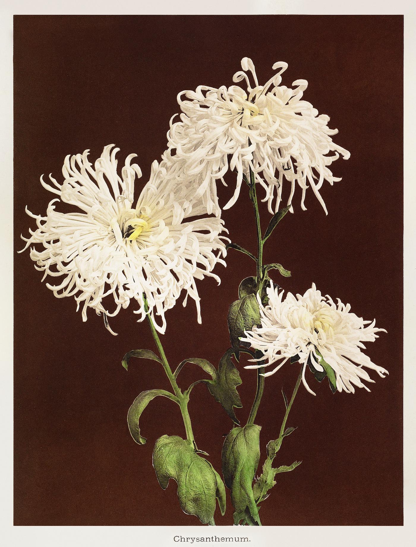 Chrysanthemum, hand–colored collotype from Some Japanese Flowers (1896) by Kazumasa Ogawa. Original from the J. Paul... Chrysanthemum, hand–colored collotype from Some Japanese Flowers (1896) by Kazumasa Ogawa. Original from the J. Paul...