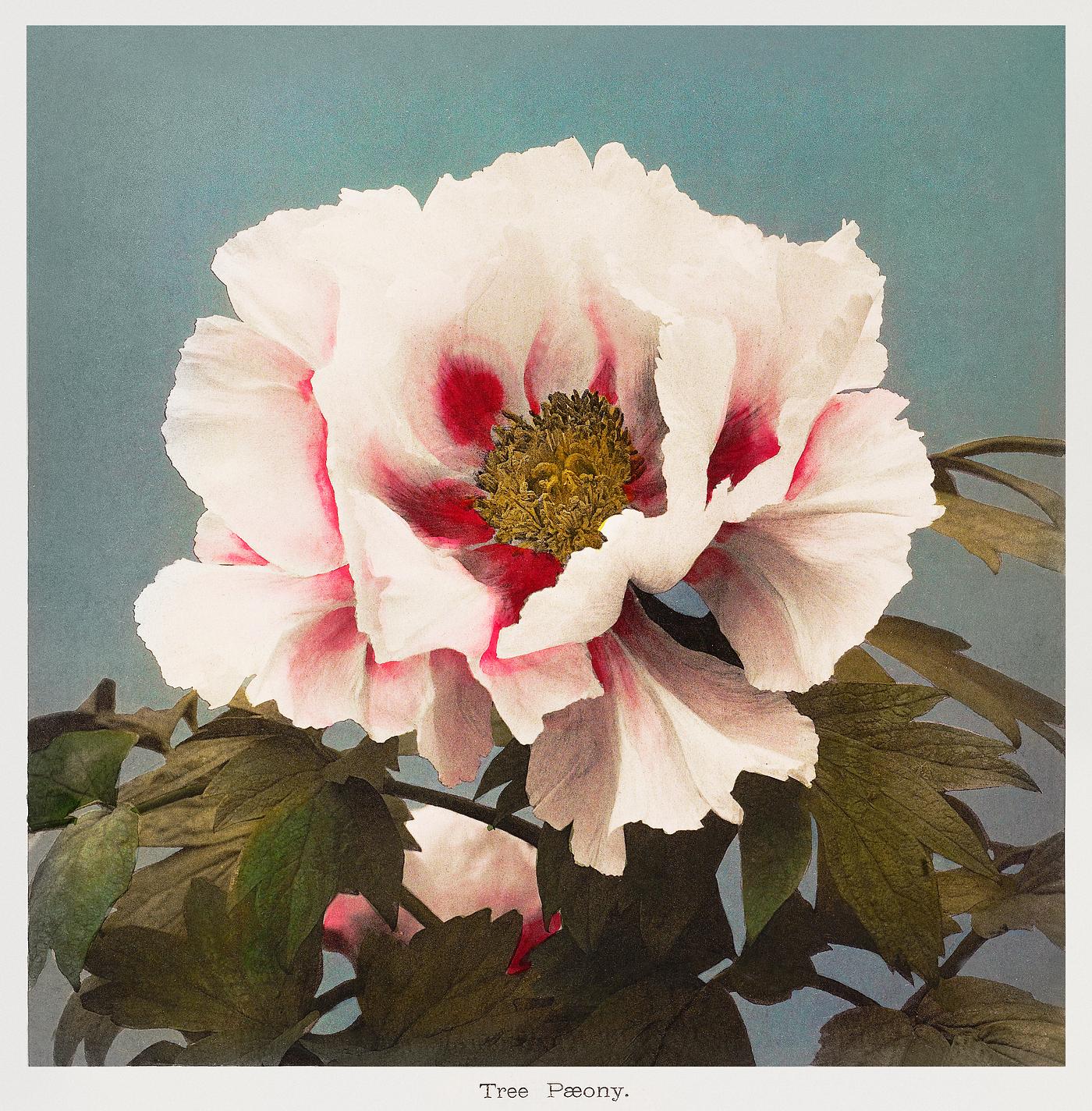 Tree Peony, hand–colored collotype from Some Japanese Flowers (1896) by Kazumasa Ogawa. Original from the J. Paul... Tree Peony, hand–colored collotype from Some Japanese Flowers (1896) by Kazumasa Ogawa. Original from the J. Paul...