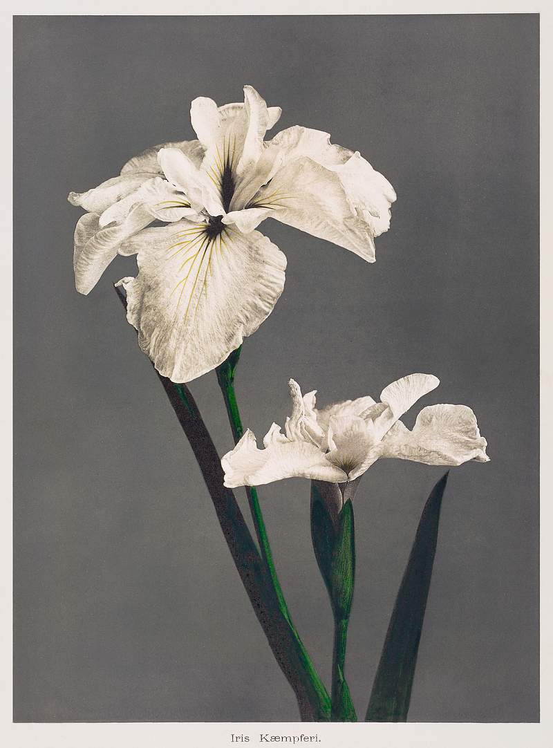 Iris Kæmpferi, hand–colored… | Free public domain illustration Iris Kæmpferi, hand–colored collotype from Some Japanese Flowers (1896) by Kazumasa Ogawa. Original from the J.…