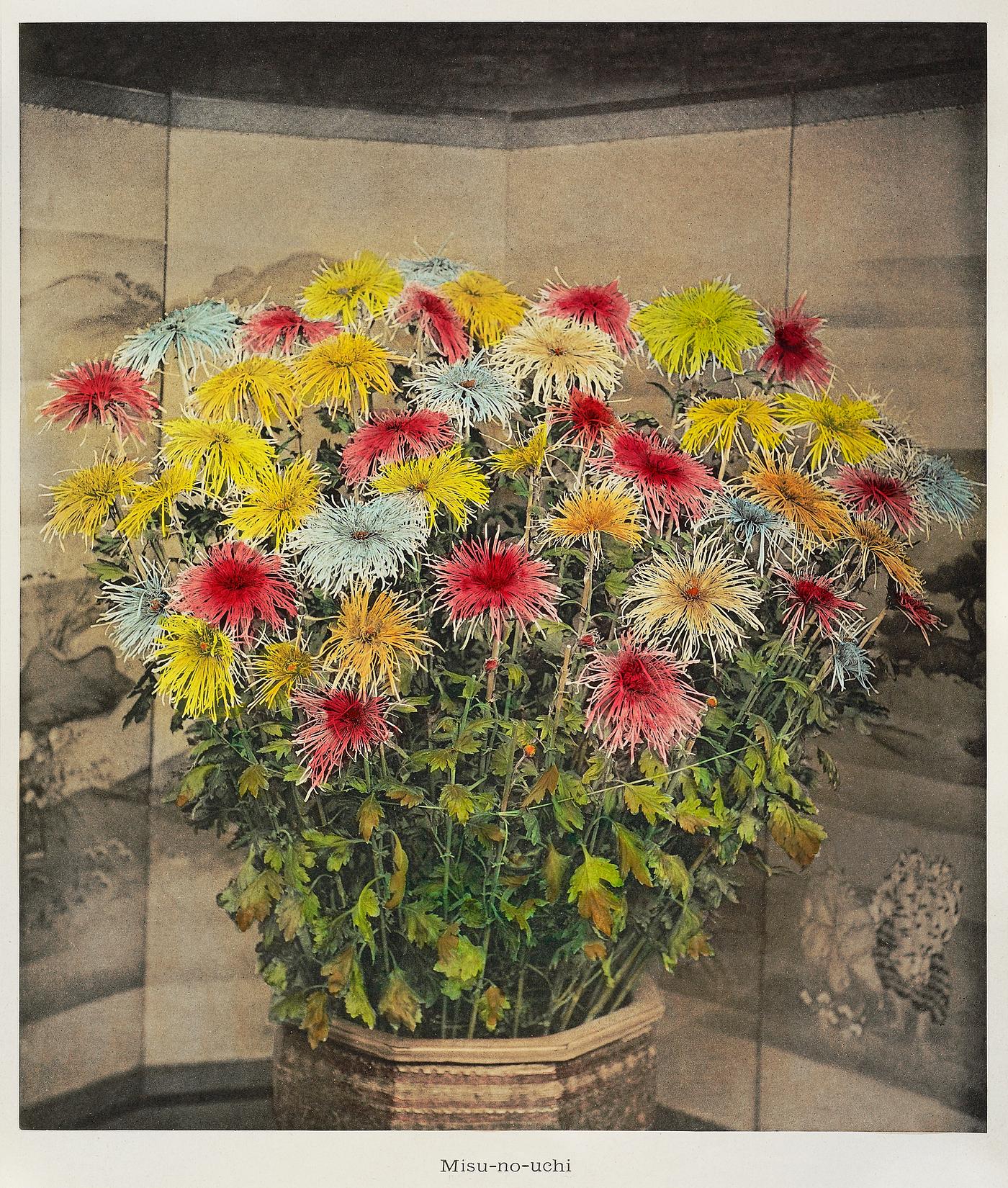 Misu–no–uchi, hand–colored collotype from Japanese Flowers (1896) by Kazumasa Ogawa. Original from the J.... Misu–no–uchi, hand–colored collotype from Japanese Flowers (1896) by Kazumasa Ogawa. Original from the J....