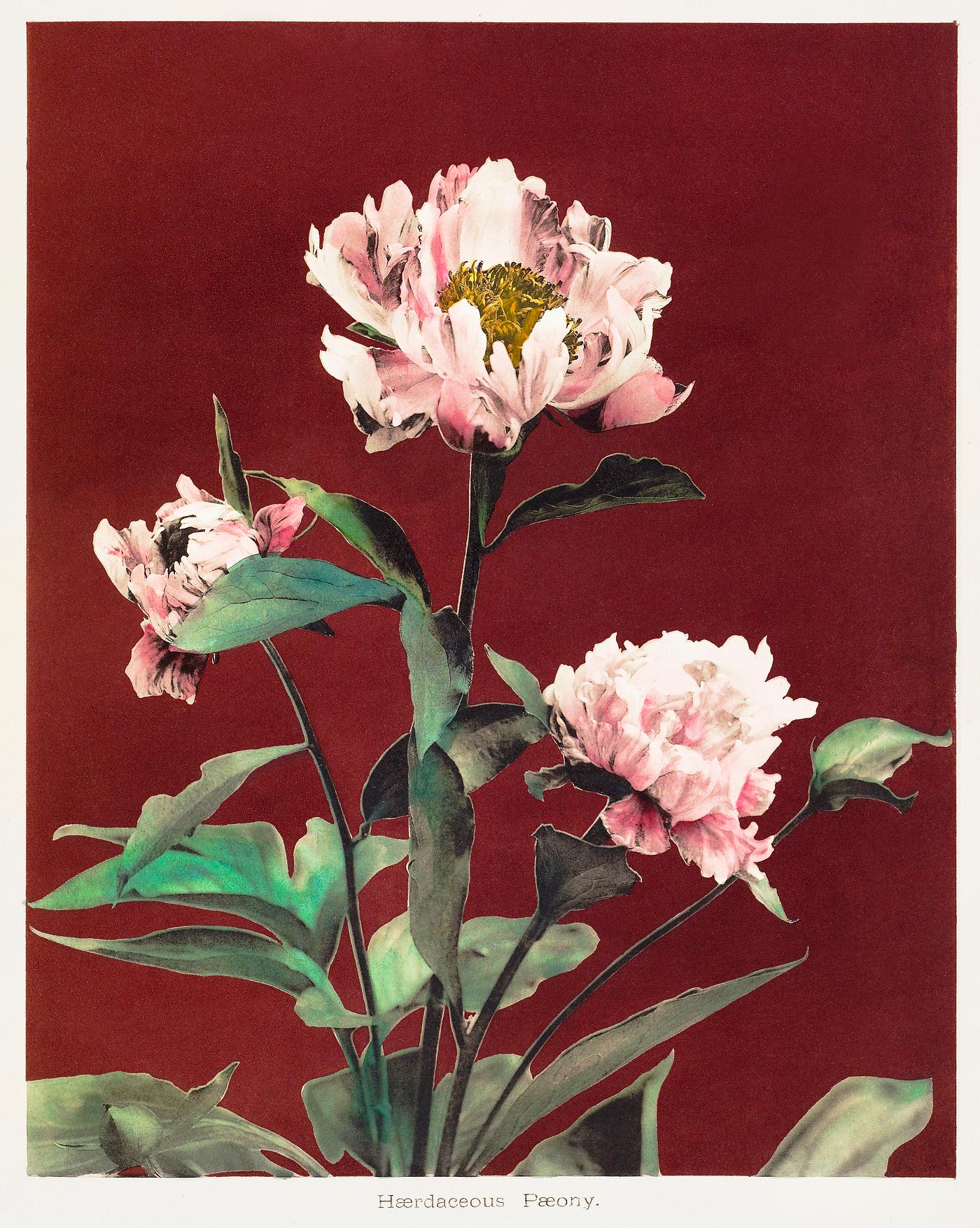 Hærdaceous Peony, hand–colored collotype from Some Japanese Flowers (1896) by Kazumasa Ogawa. Original from the... Hærdaceous Peony, hand–colored collotype from Some Japanese Flowers (1896) by Kazumasa Ogawa. Original from the...