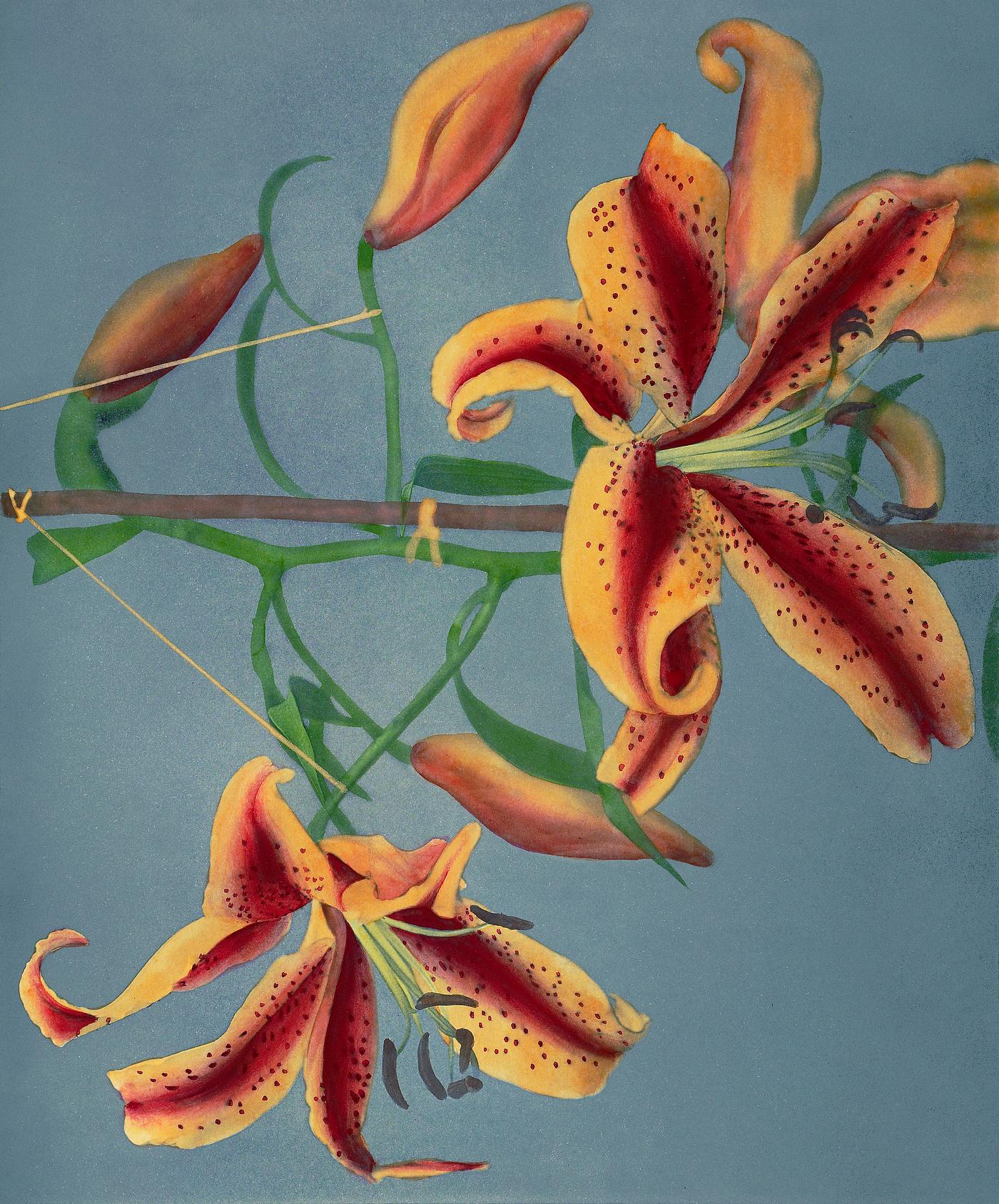 Lily, hand-colored collotype from Some Japanese Flowers (1896) by Kazumasa Ogawa. Original from the J. Paul Getty Museum.... Lily, hand-colored collotype from Some Japanese Flowers (1896) by Kazumasa Ogawa. Original from the J. Paul Getty Museum....