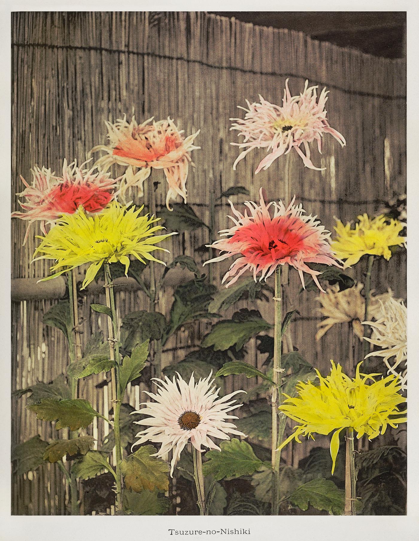 Tsuzure–no–Nishiki, hand–colored collotype from Some Japanese Flowers (1896) by Kazumasa Ogawa. Original... Tsuzure–no–Nishiki, hand–colored collotype from Some Japanese Flowers (1896) by Kazumasa Ogawa. Original...