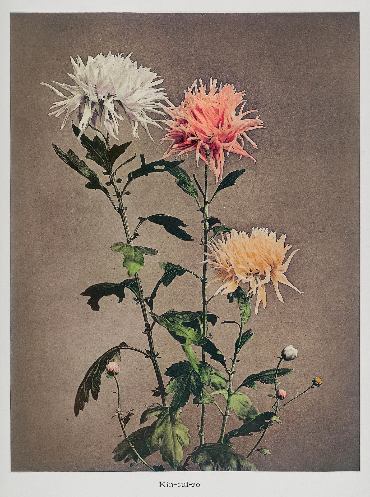 Kin–sui–ro, hand–colored collotype from Some Japanese Flowers (1896) by Kazumasa Ogawa. Original from the... Kin–sui–ro, hand–colored collotype from Some Japanese Flowers (1896) by Kazumasa Ogawa. Original from the...