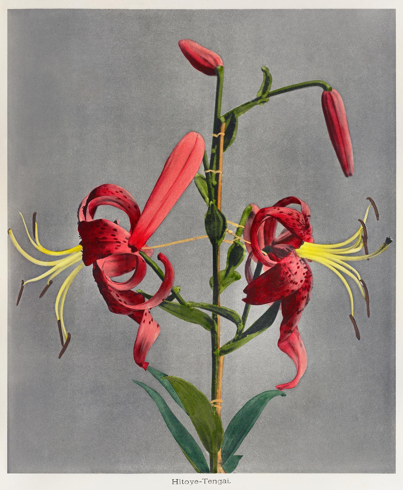 Lily, hand–colored collotype from Some Japanese Flowers (1896) by Kazumasa Ogawa. Original from the J. Paul Getty... Lily, hand–colored collotype from Some Japanese Flowers (1896) by Kazumasa Ogawa. Original from the J. Paul Getty...