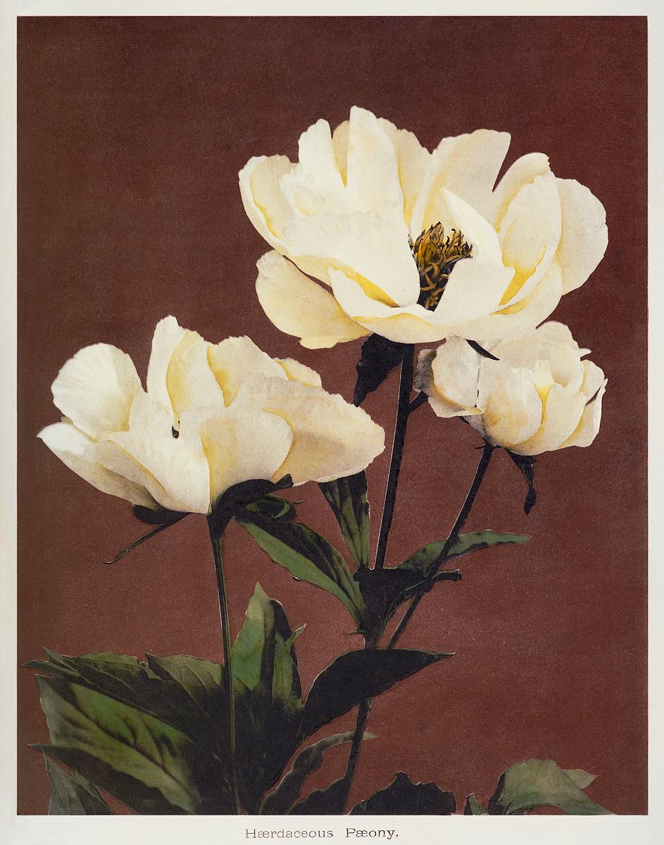 Hærdaceous Peony, hand–colored… | Free public domain illustration Hærdaceous Peony, hand–colored collotype from Some Japanese Flowers (1896) by Kazumasa Ogawa. Original from the…